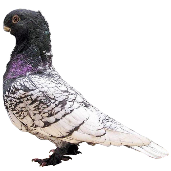 Oriental Frill Pigeon